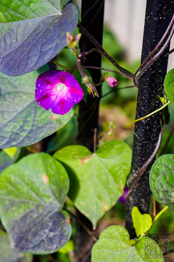 ROKUMON 列車之旅